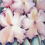 24 - Rhododendrons, $250 (Colored Pencil, 11" x 15")